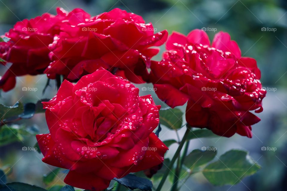 Morning dew on red roses 