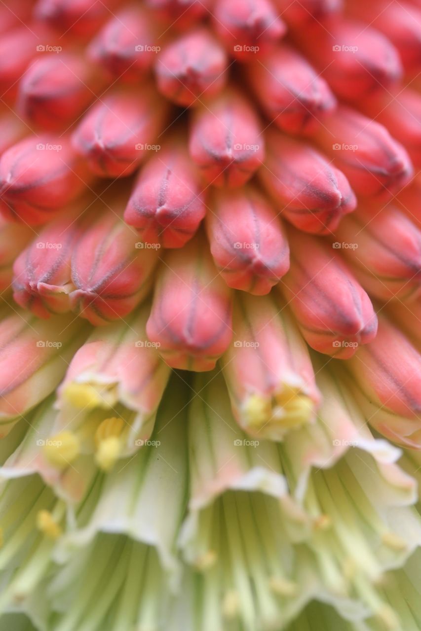 red hot poker flower