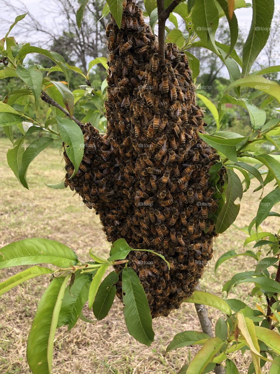 Swarm, bees, honeybees, spring, insect, tree, nectarine tree, orchard