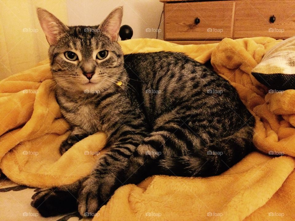 Cute blanket cat