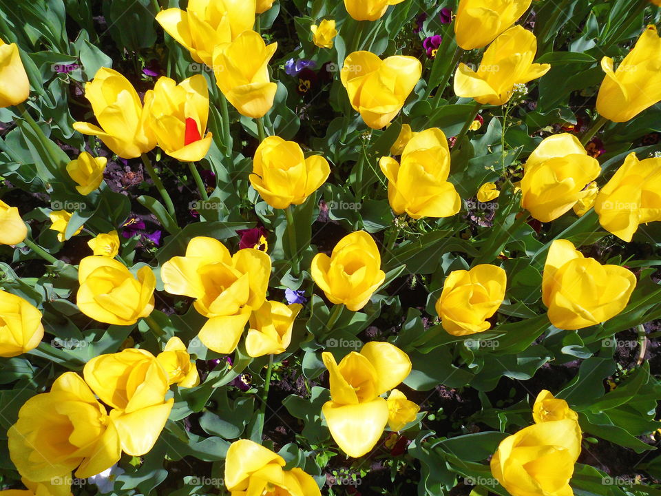 yellow tulips