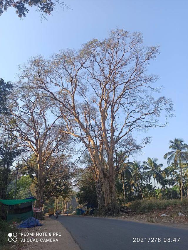 KERALA nature pics