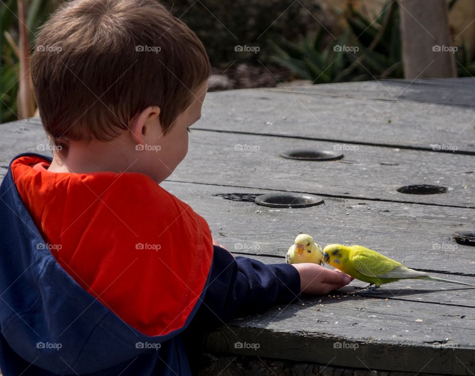 child feeding budgies