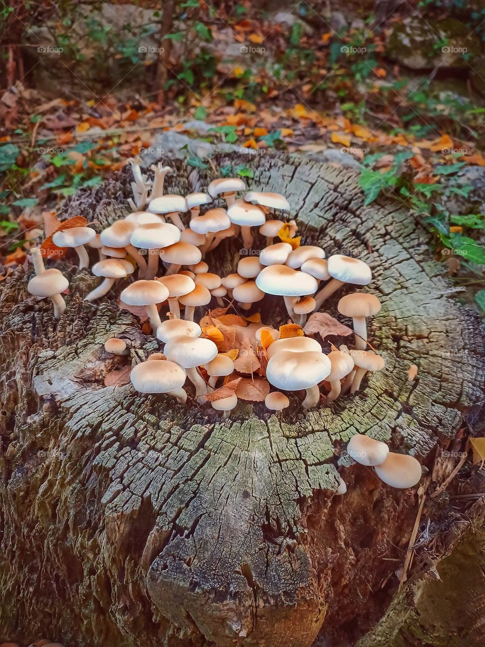 mushrooms in tree log