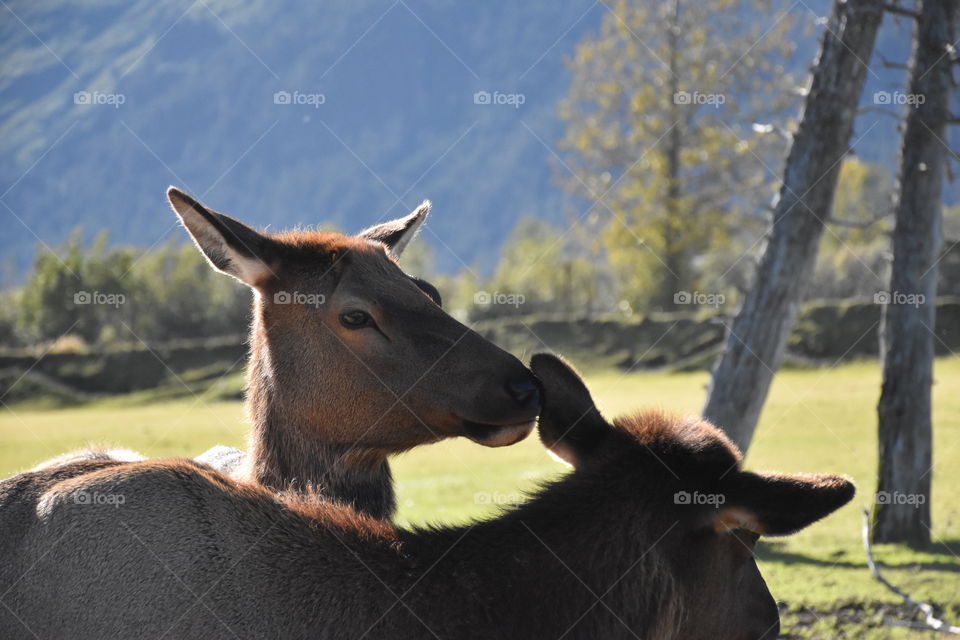 Wildlife in Alaska 