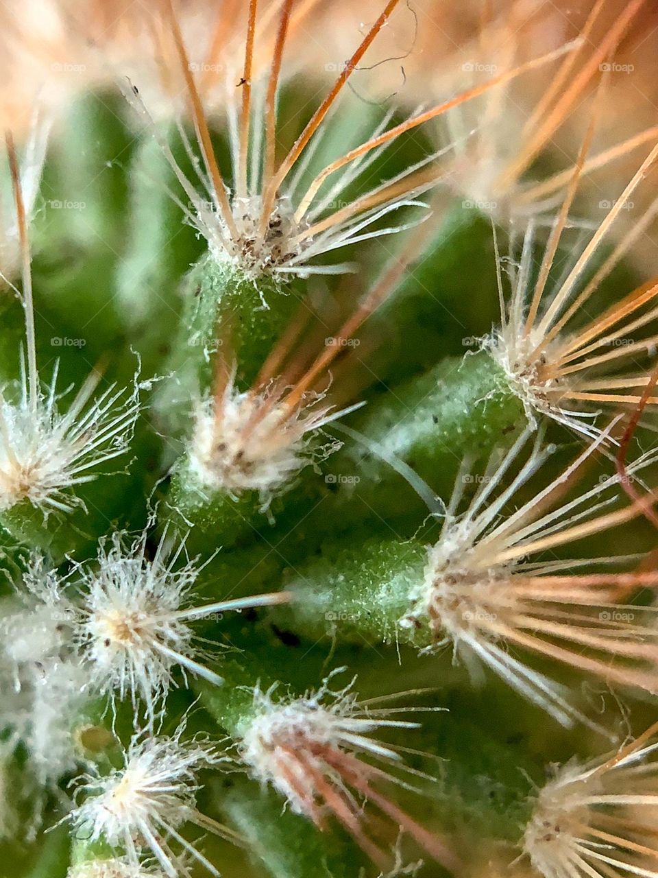 Spiny pincushion cactus