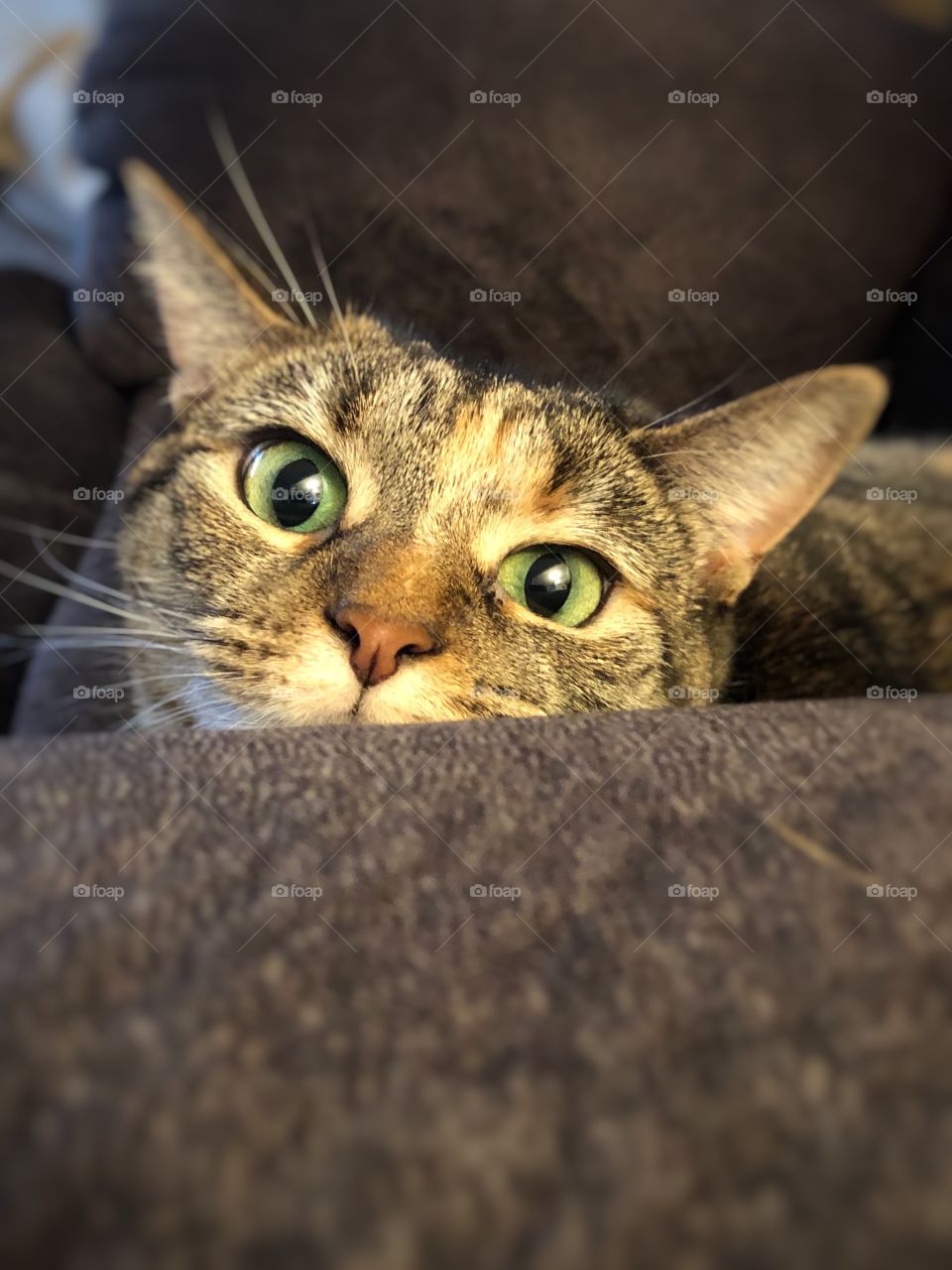 Closeup of beautiful green eyed tabby cat house cat 