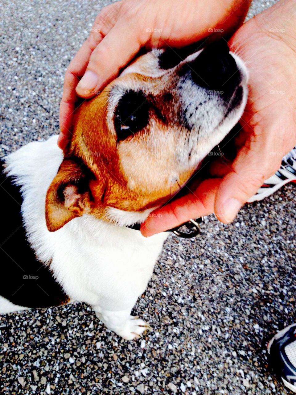 The human animal bond shared between a man and his dog.