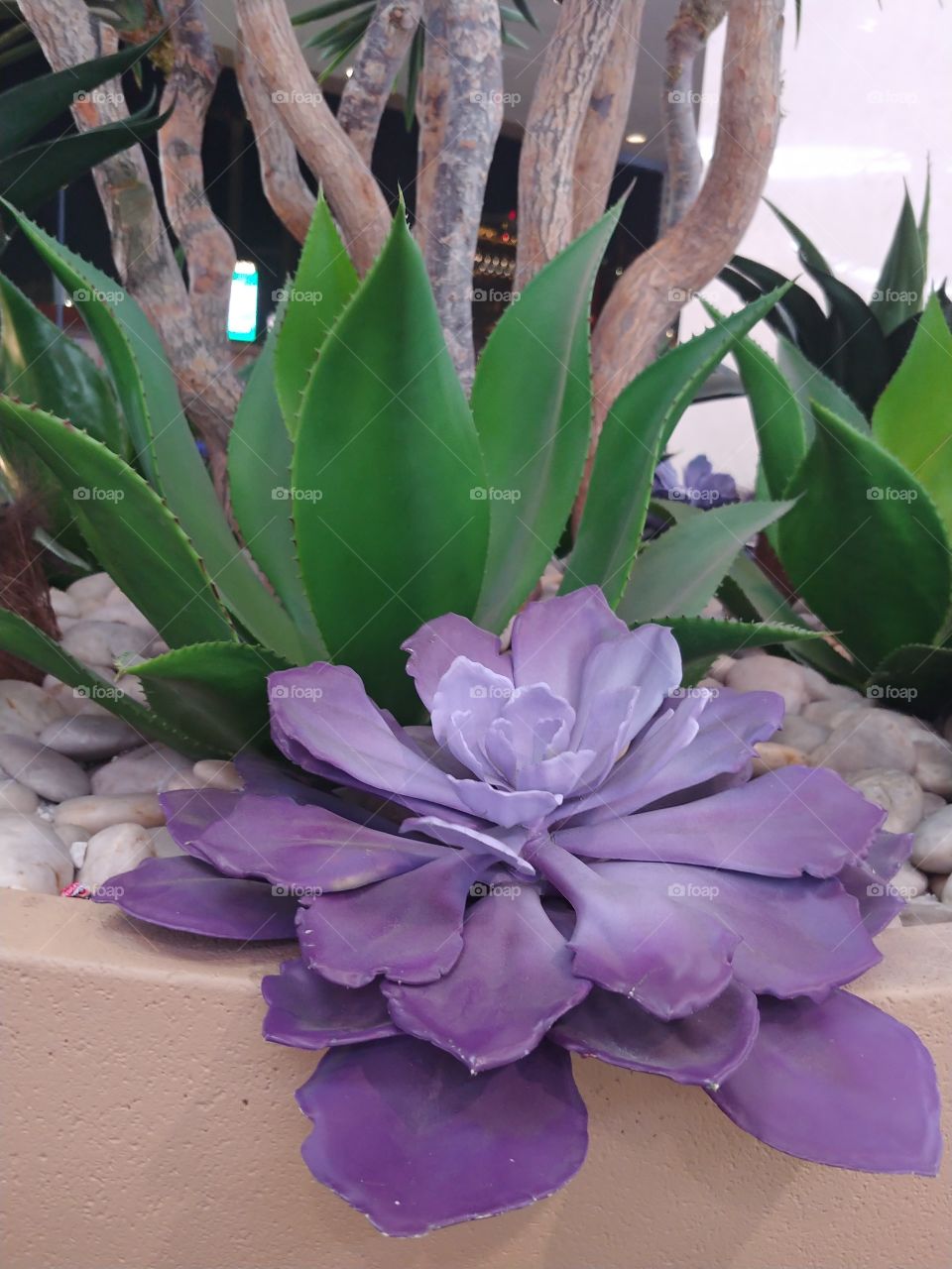 Purple Cactus