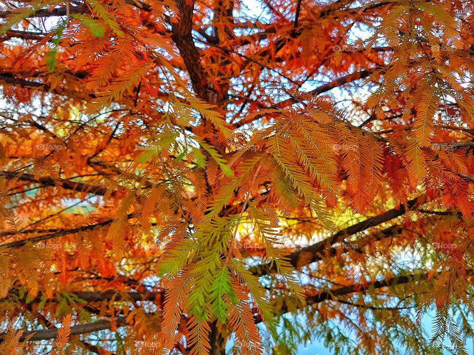 Almost all Autumn colours.