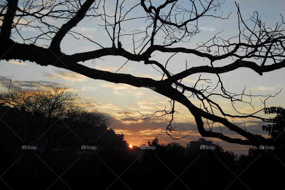 Tree, Silhouette, Dawn, Landscape, Backlit