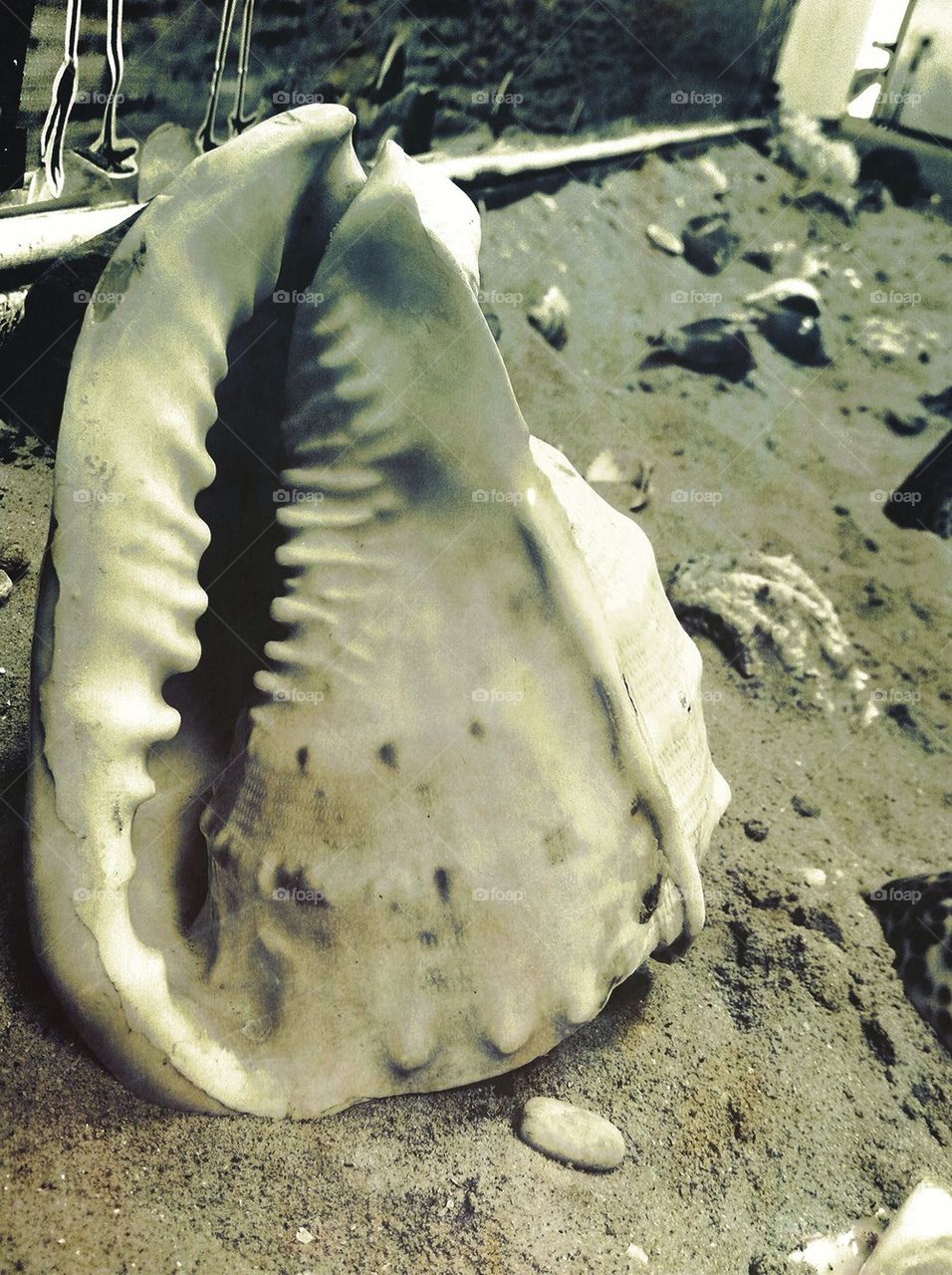 Sea shell for decoration