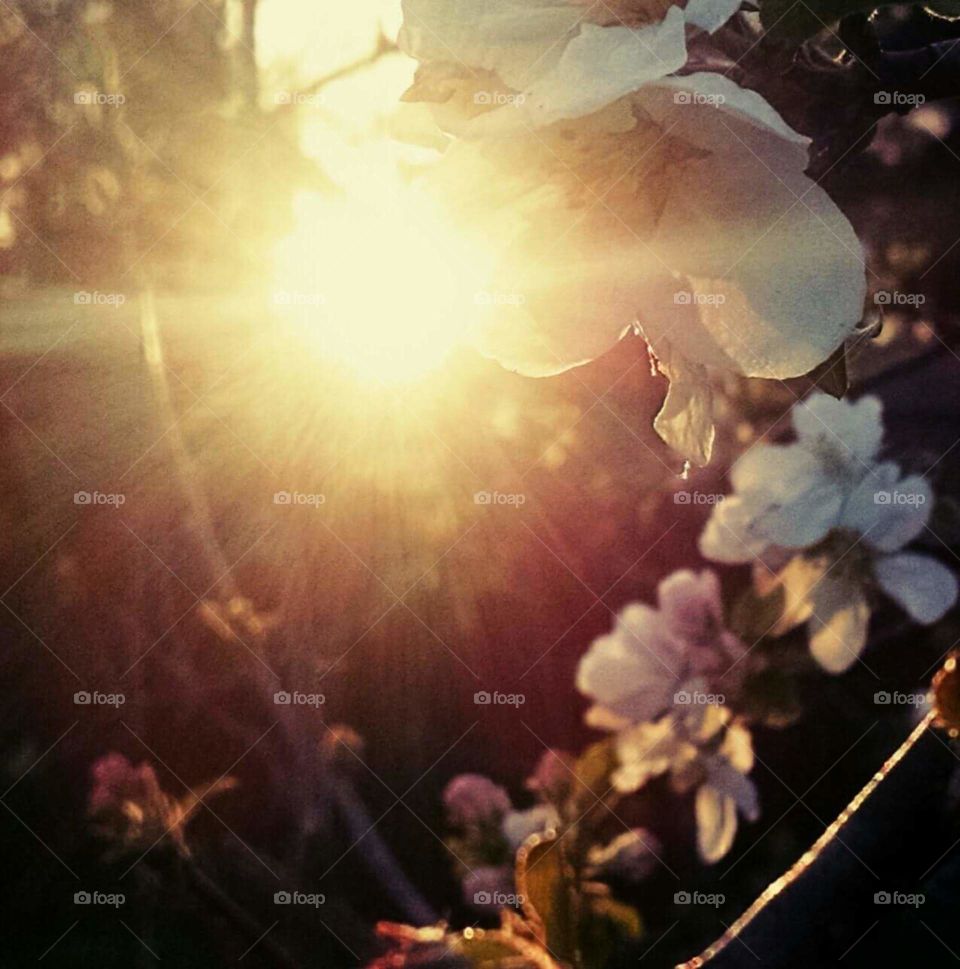 Apple blossoms at sundown