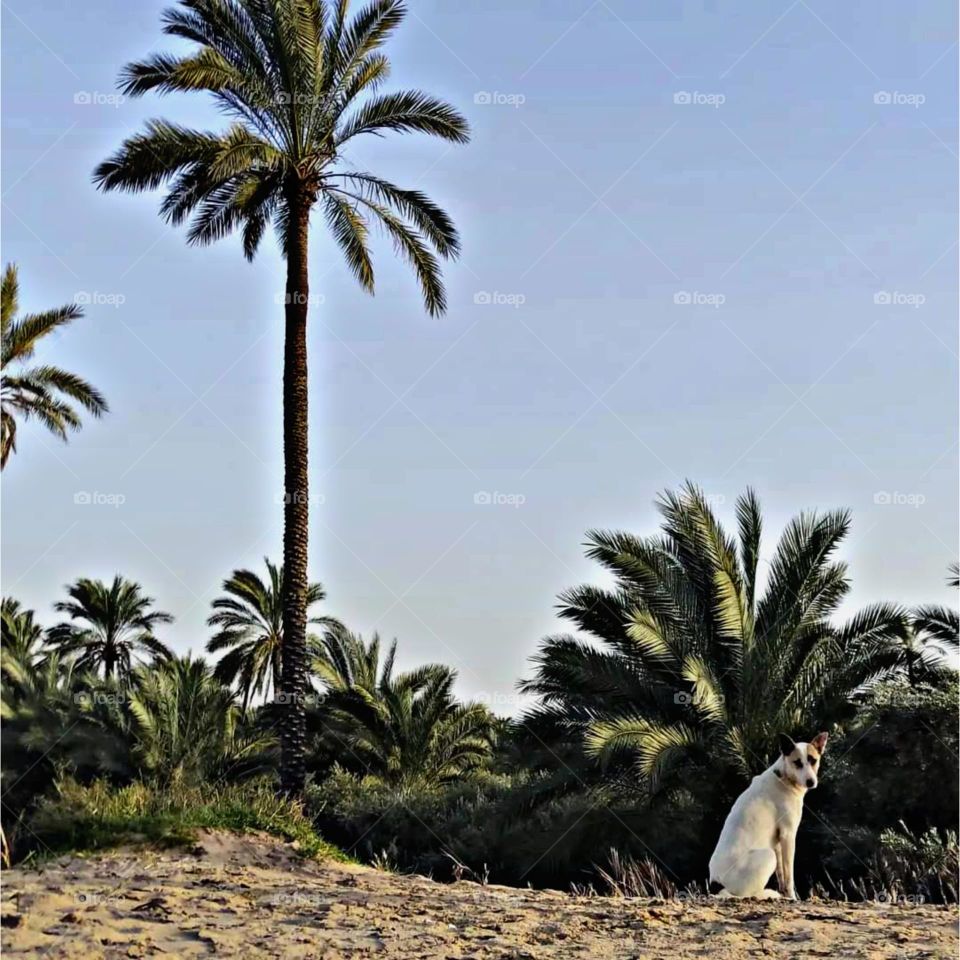 This snapshot is from my humble mobile camera. The dog looks cute and calm in the middle of nature. It was an enjoyable day