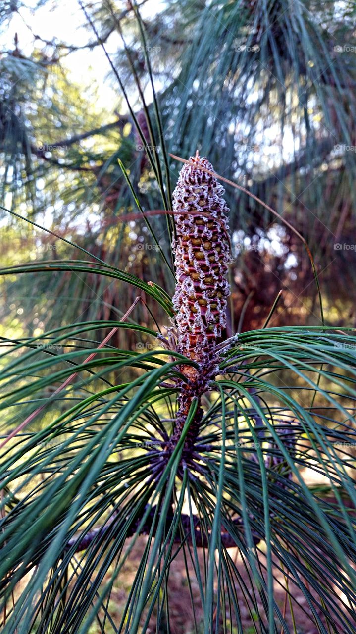 Pinecone in progress!