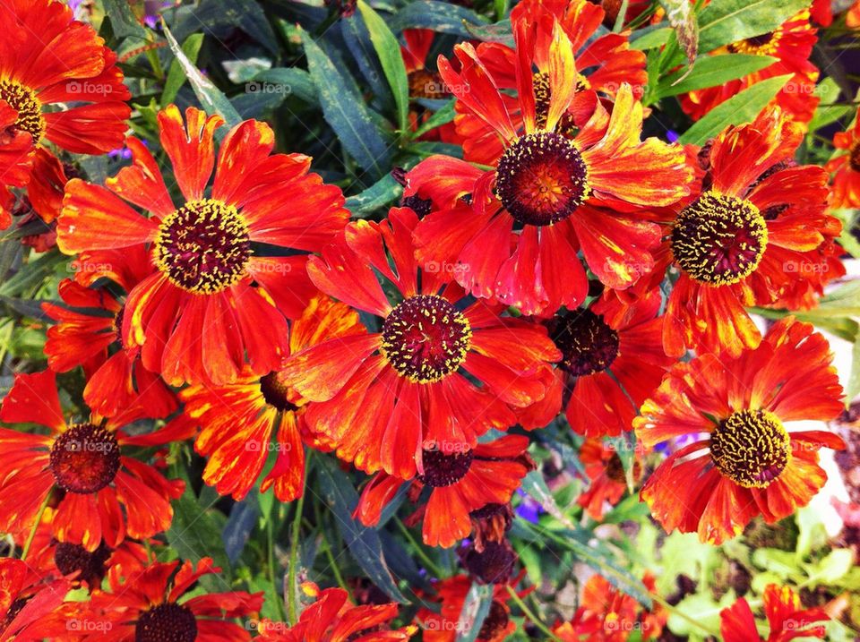 Colorful sneezeweed flowers in fall.