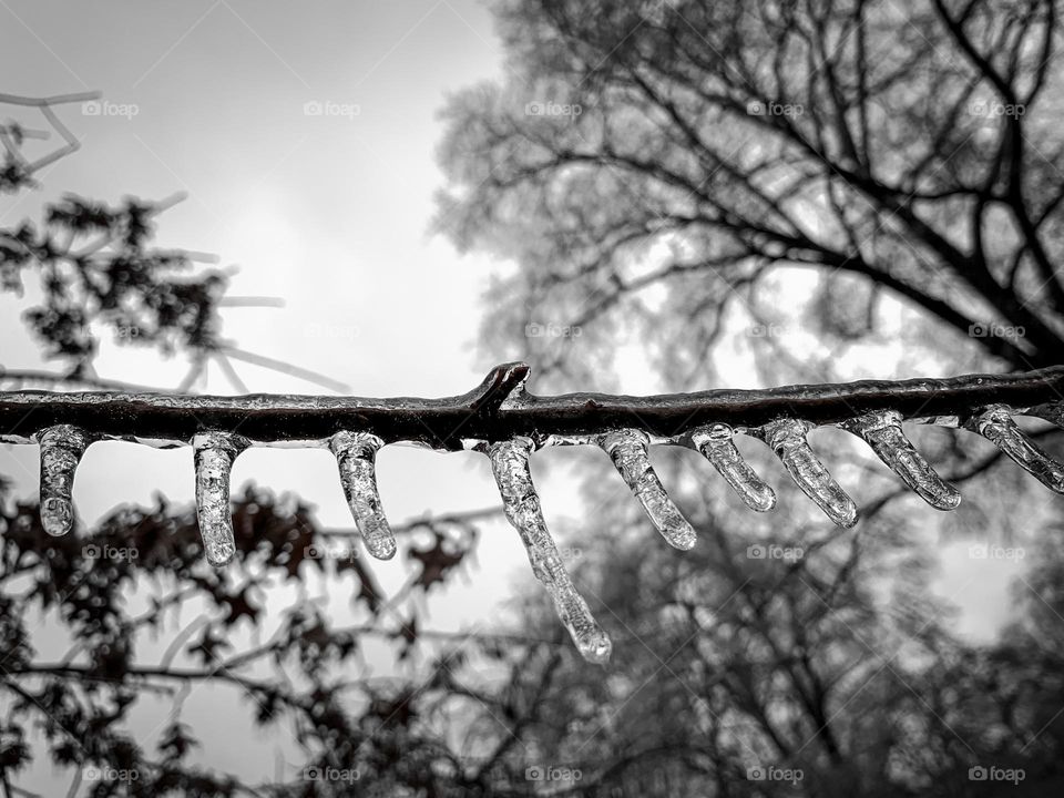 Hanging icicles in black and white 