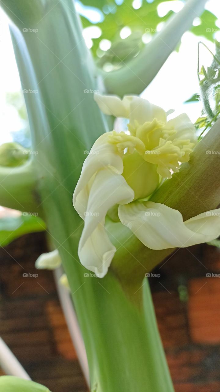 white papaya flower