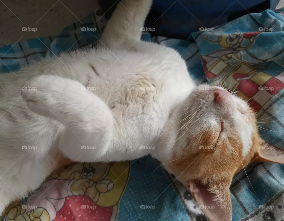 sleeping calt