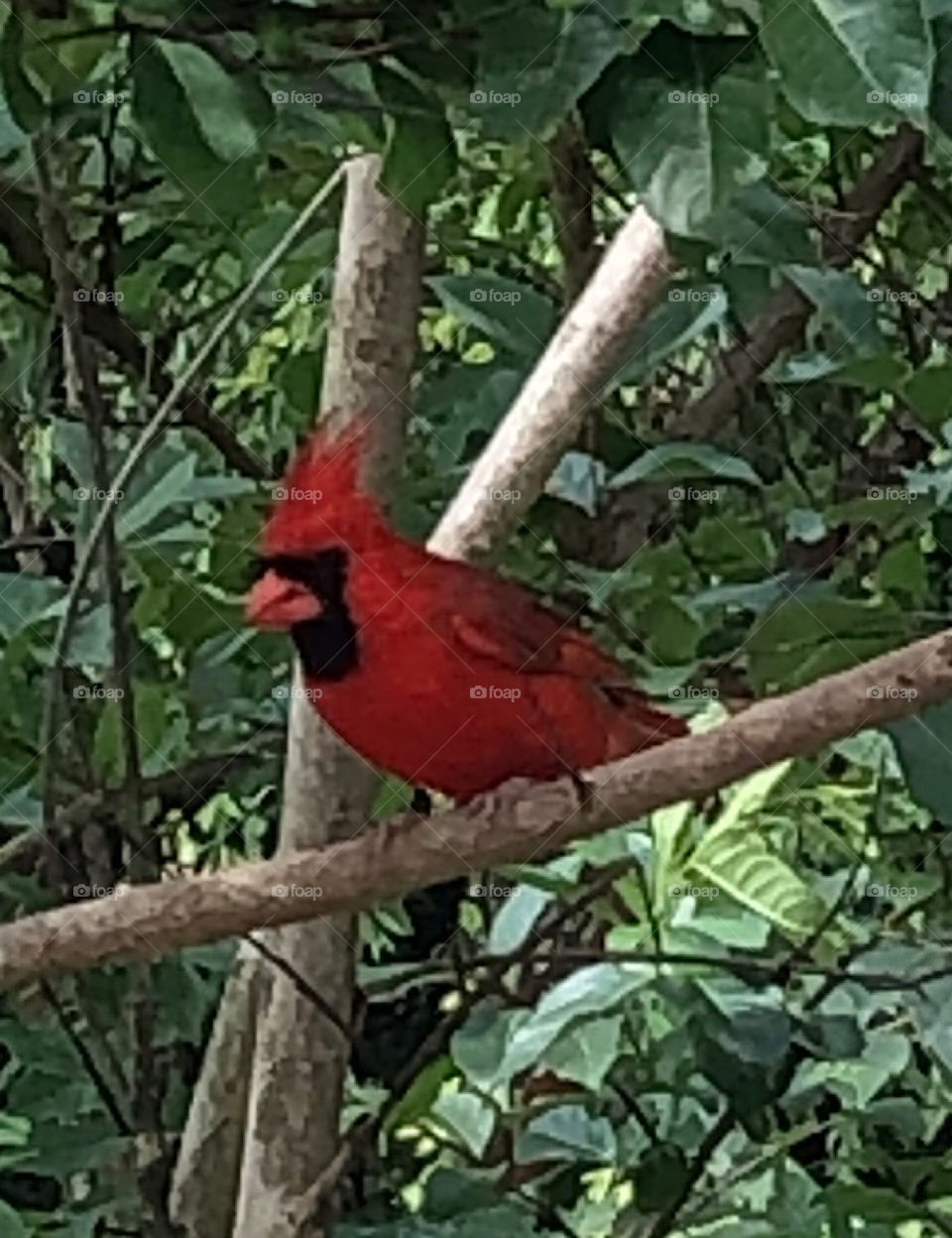 Red color story red male northern cardinal seated on tree branch 
