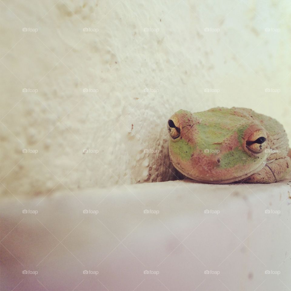 Tree frog 