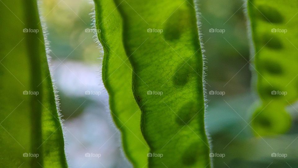 green circle of shadows