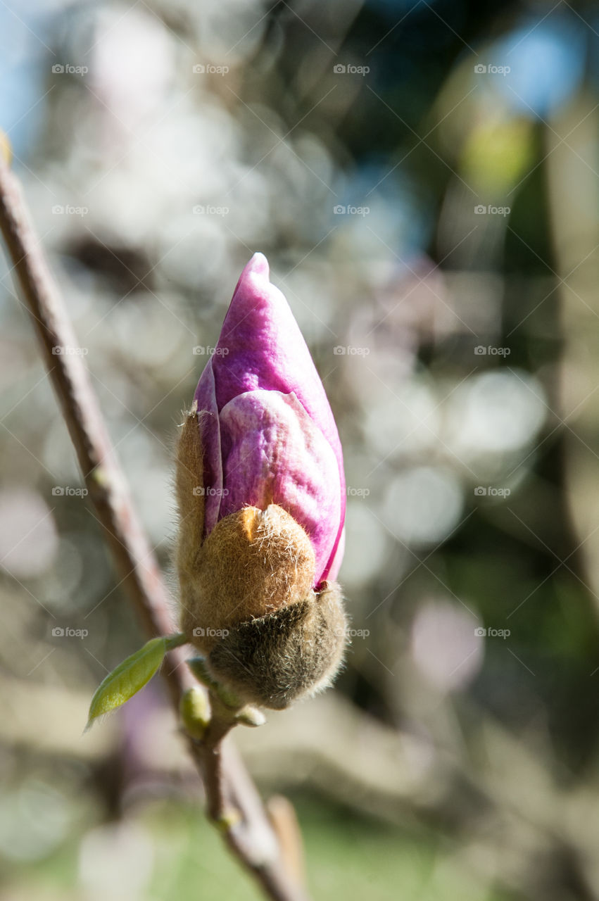 Magnolia flower on branch