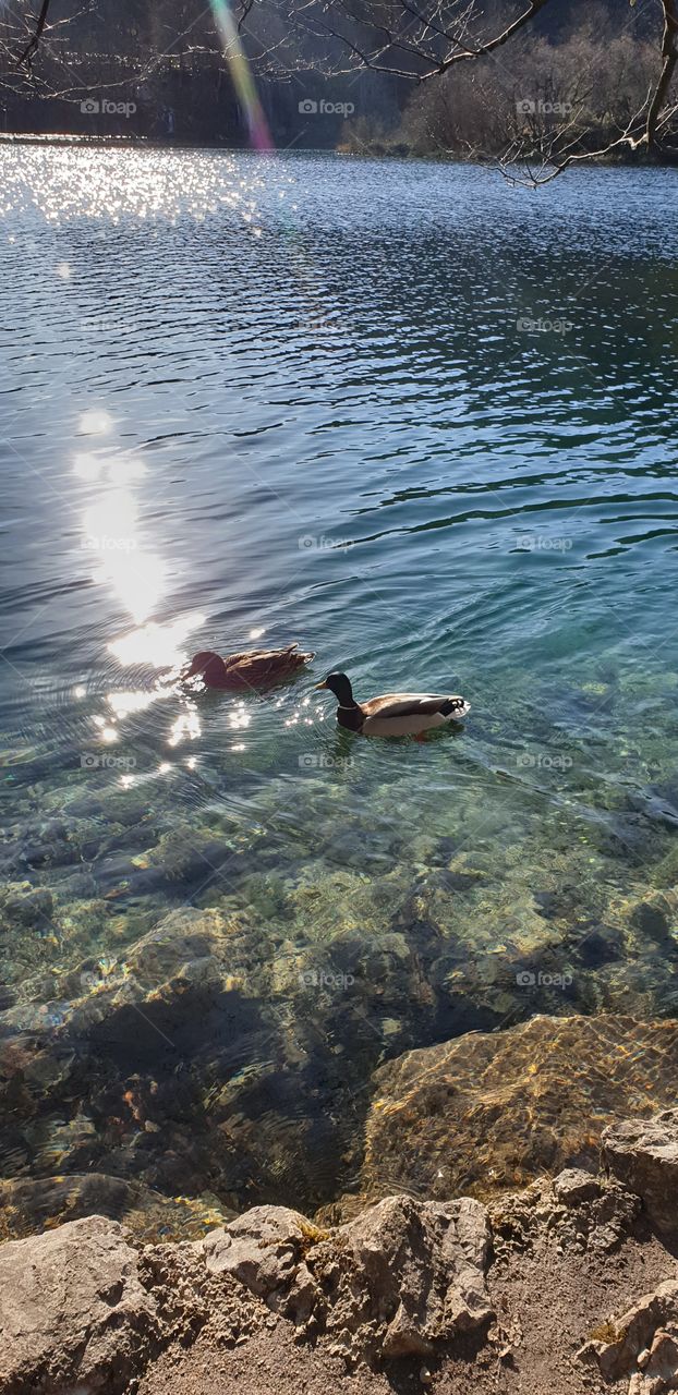 ducks in the lake
