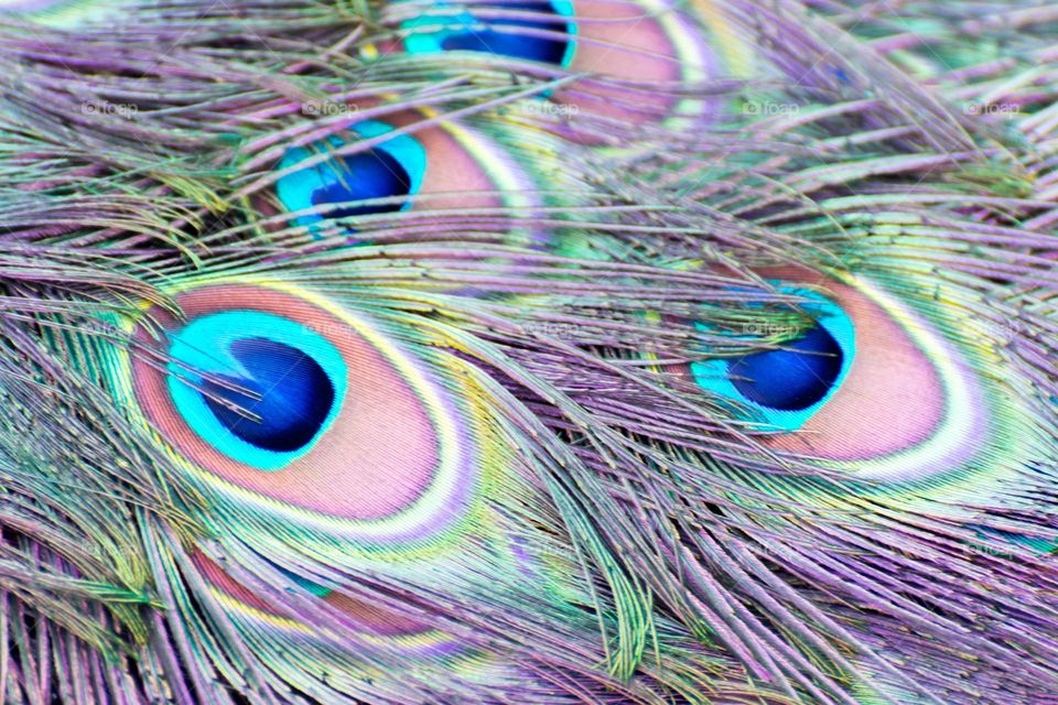 Detail of the colourful feathers of a peafowl tail.