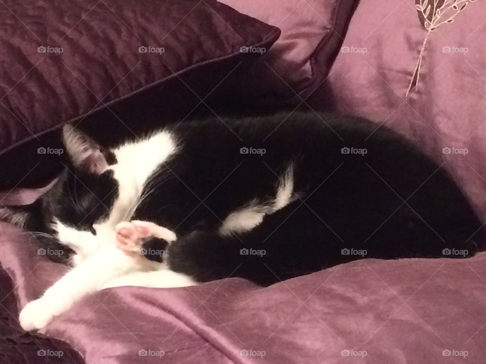 A cutie taking a long nap on my bed