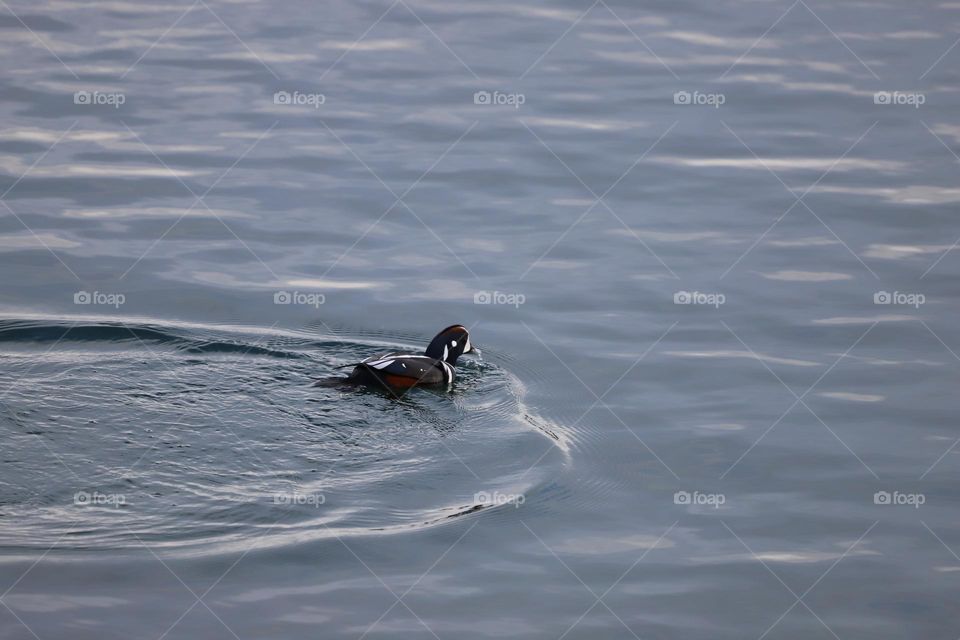 Duck swimming in the ocy