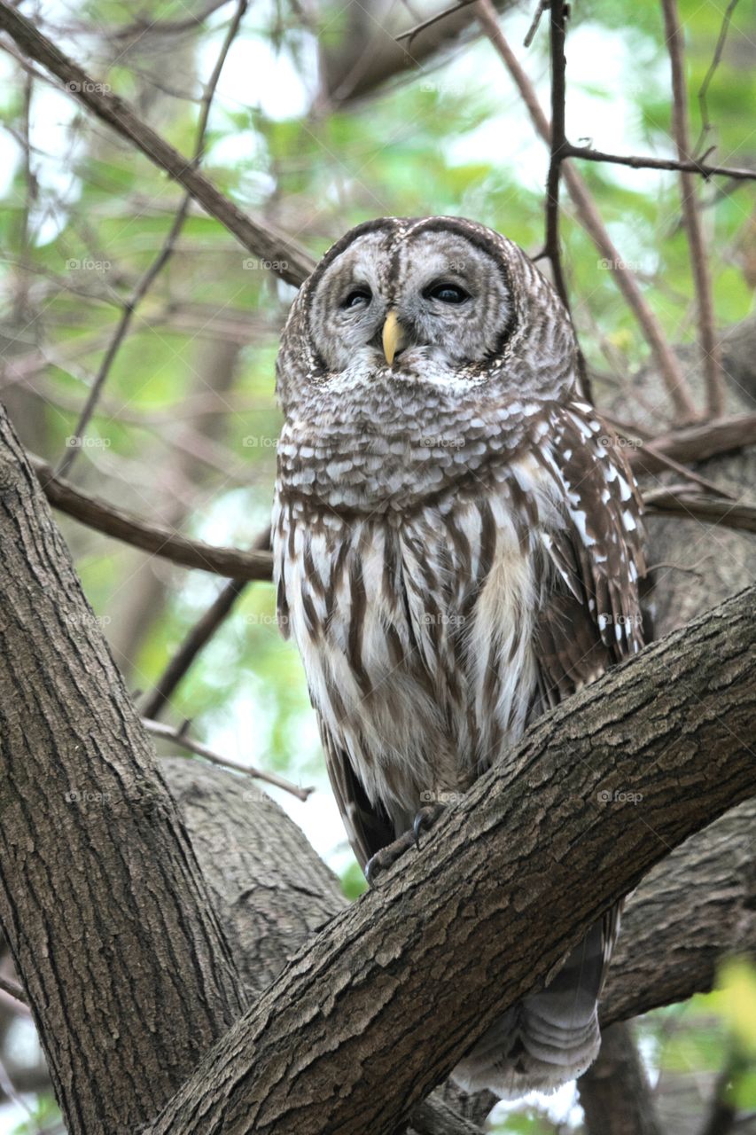 Striking barred owl in tree looking so majestic.
