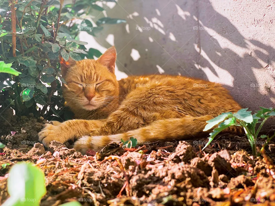Sleeping orange tabby cat, cute, adorable, pet, pets, cat, cats