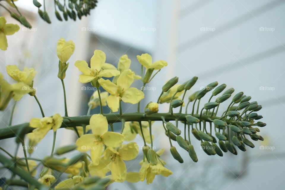 Broccoli Flower 
Springs 
California Flower