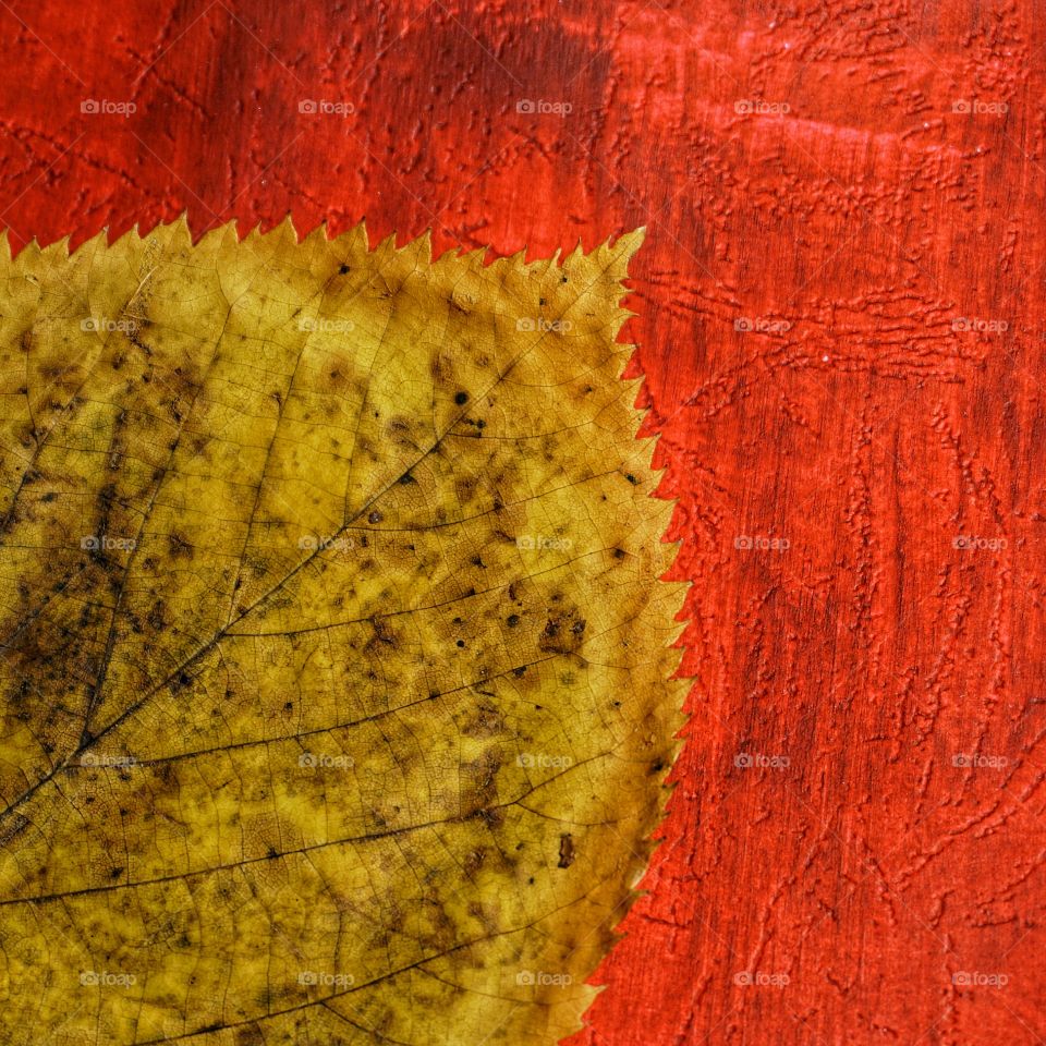Leaf on a red background