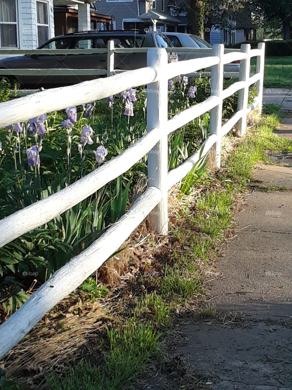 white fence in the Sun with iris
