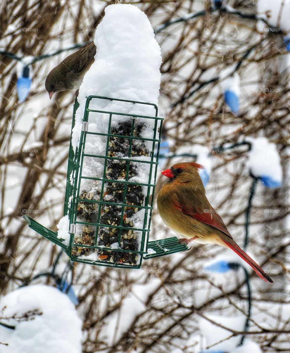 Female cardinal and Dark-eyed Junco