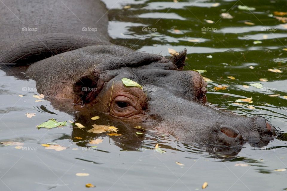 hipopotam