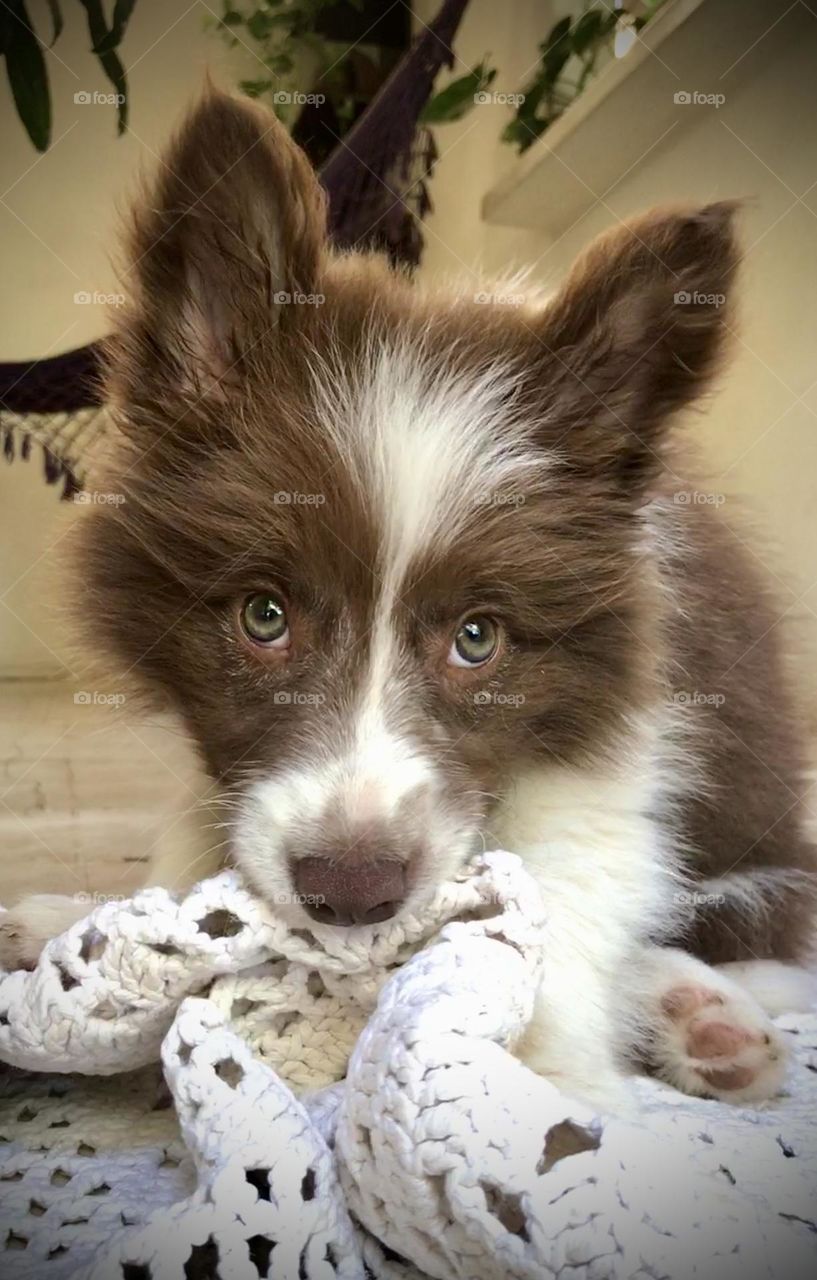 brown bordee collie puppy