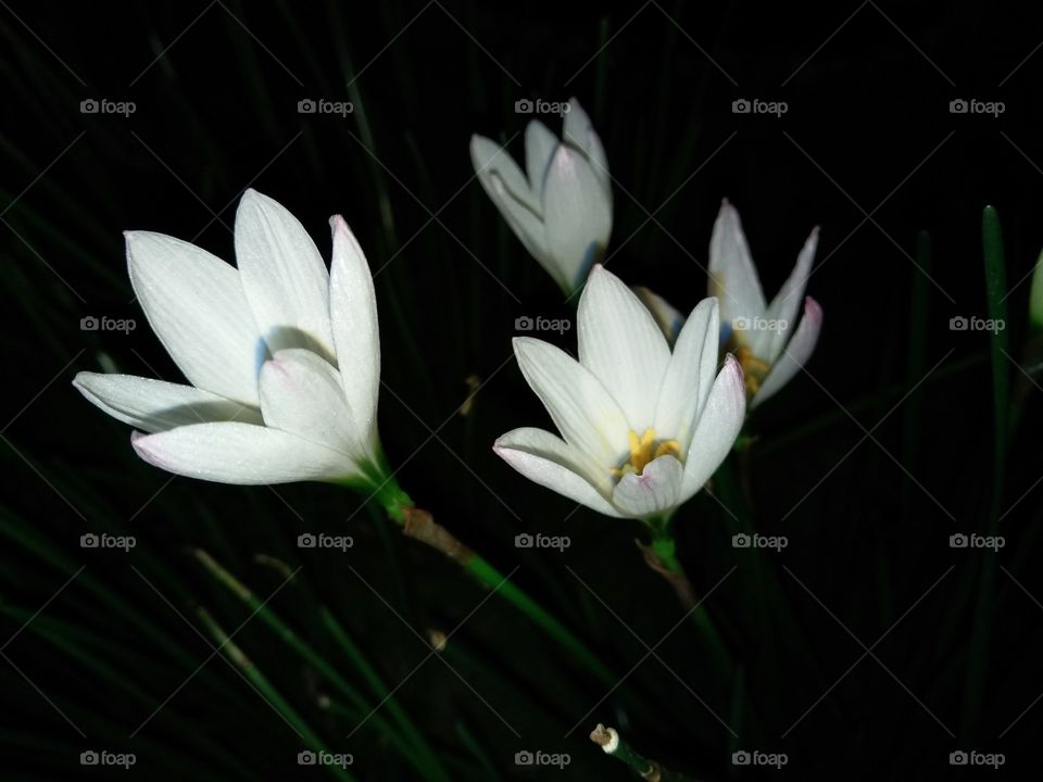 White lily in Night