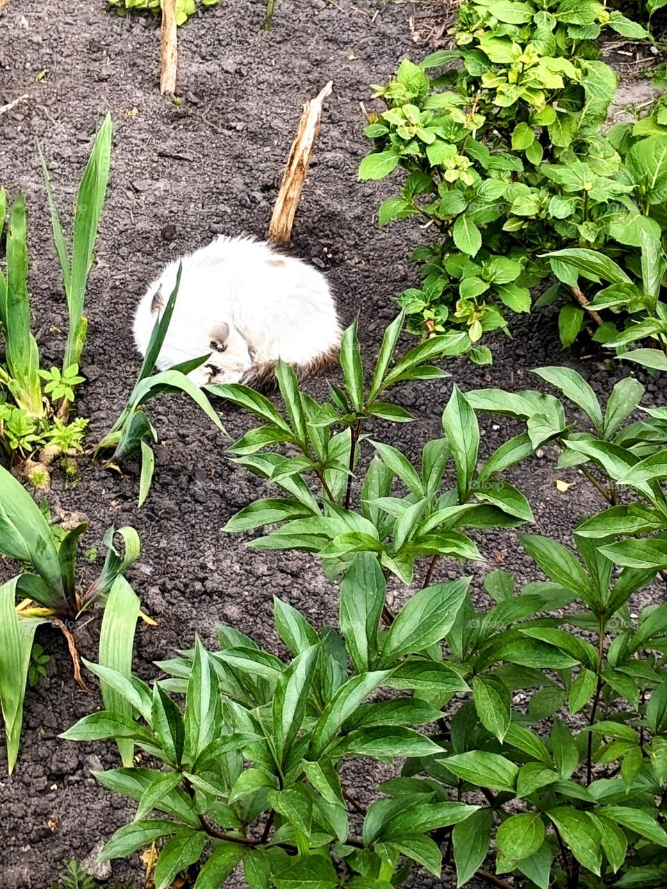 Sleeping cat in the garden
