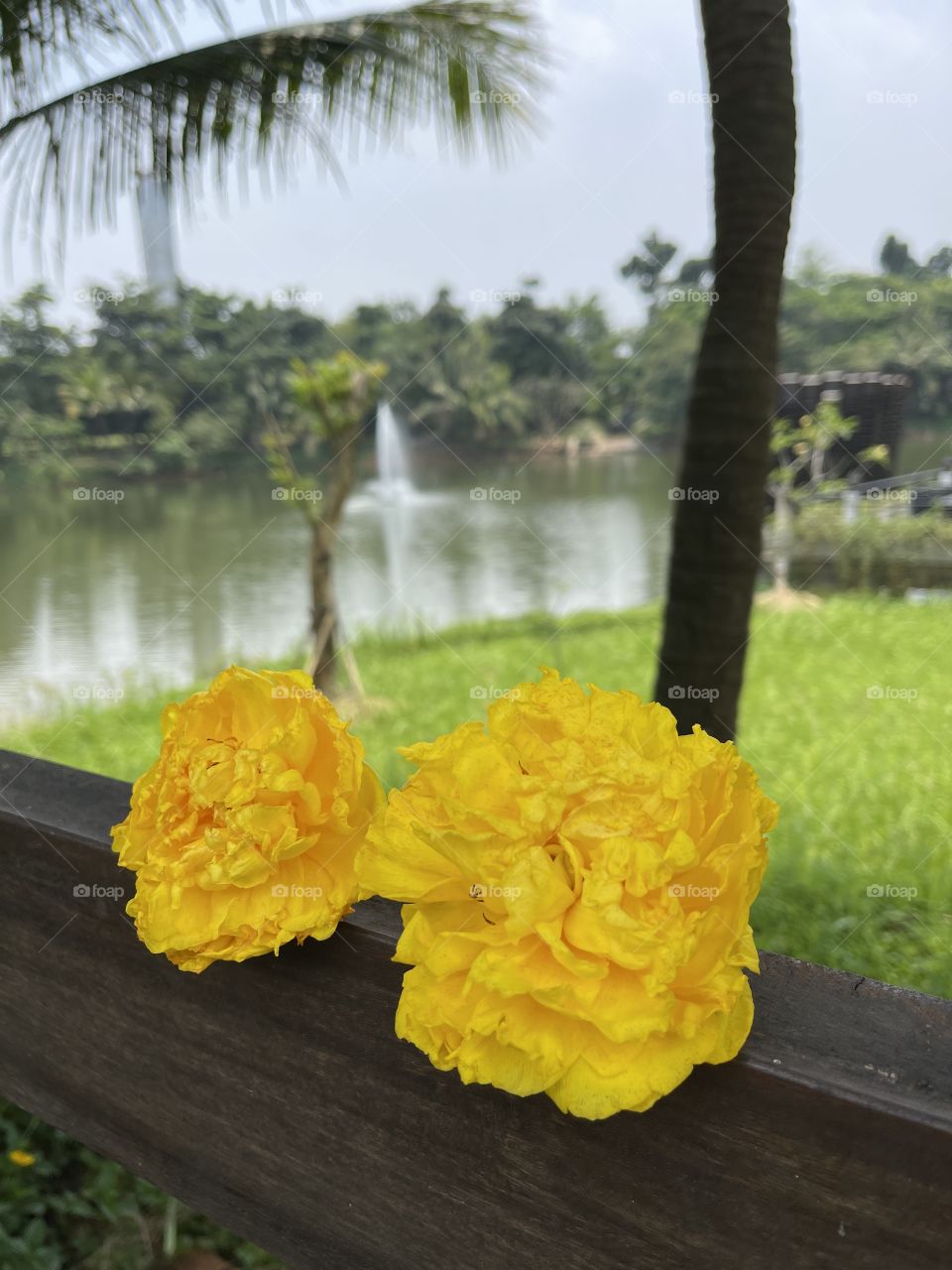 Yellow flower at lakeside, beautiful tabebuya flowers