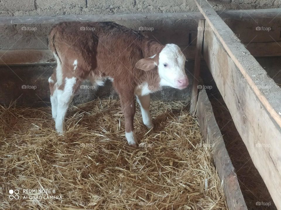 cow 
red
brown
calf