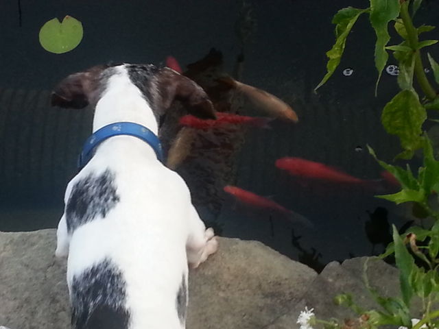 Blue with the fish