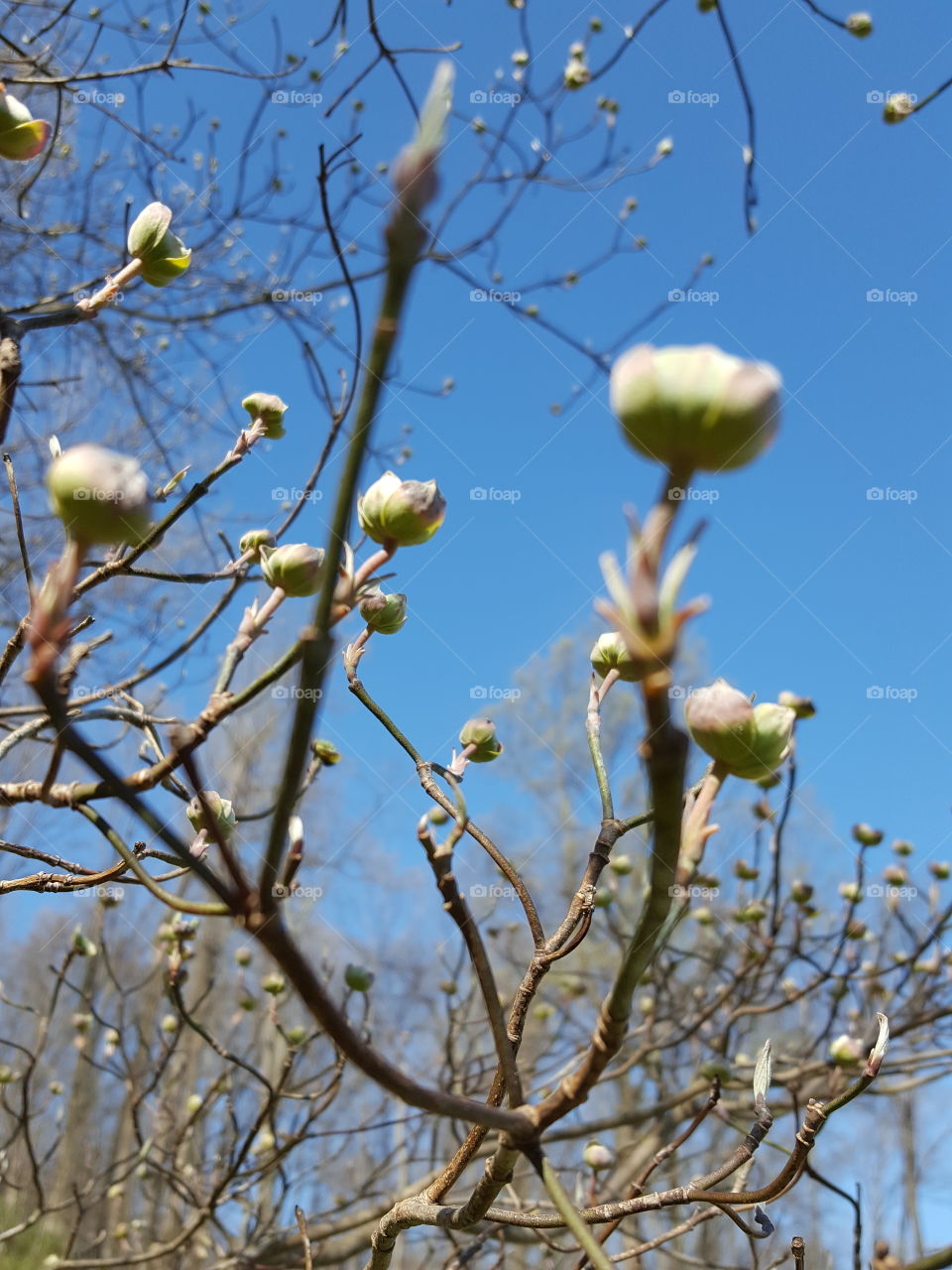 dogwood tree buds