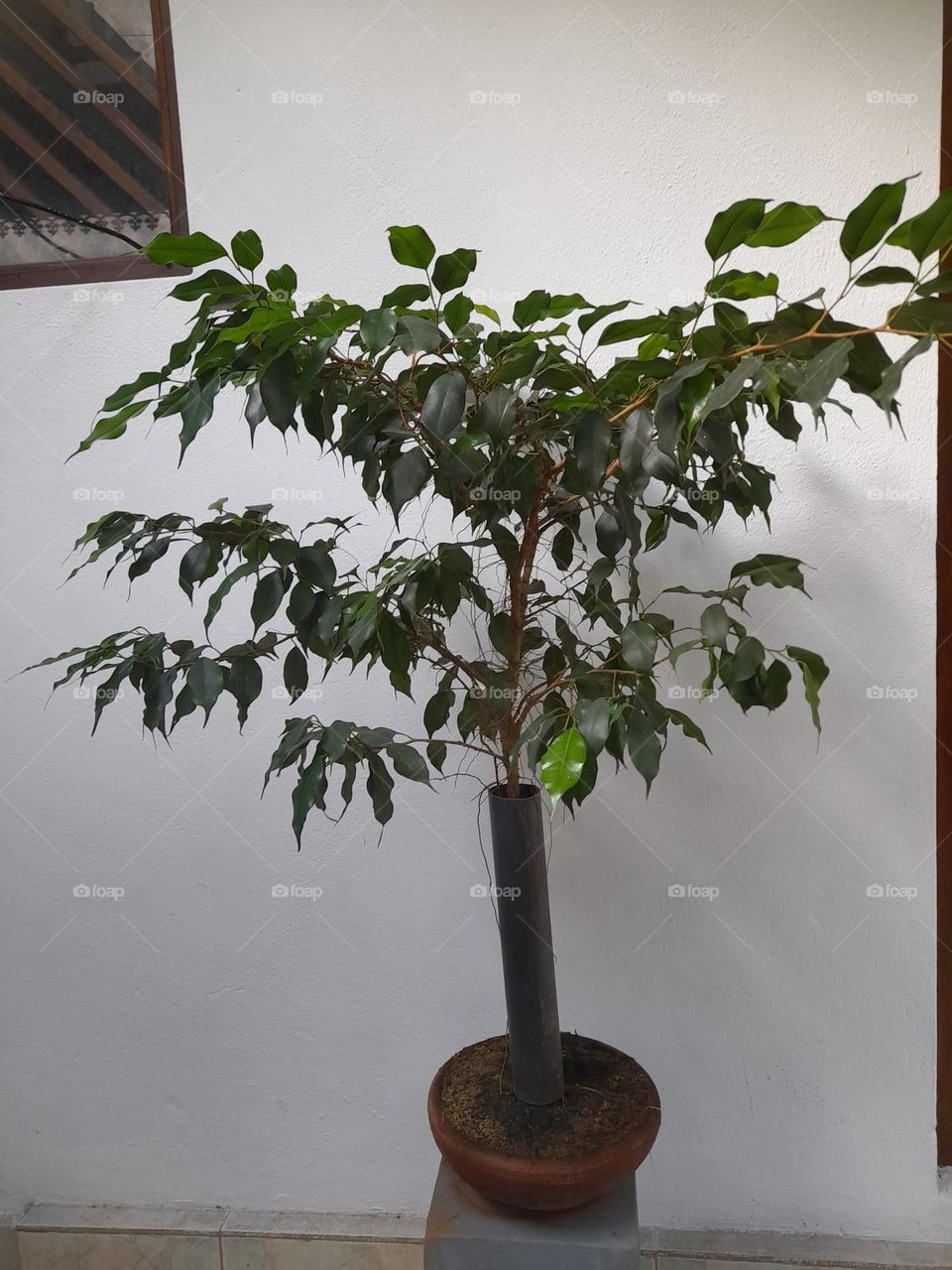 Ficus Bonsai tree