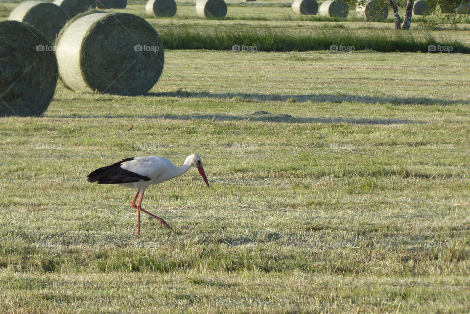 Stork 