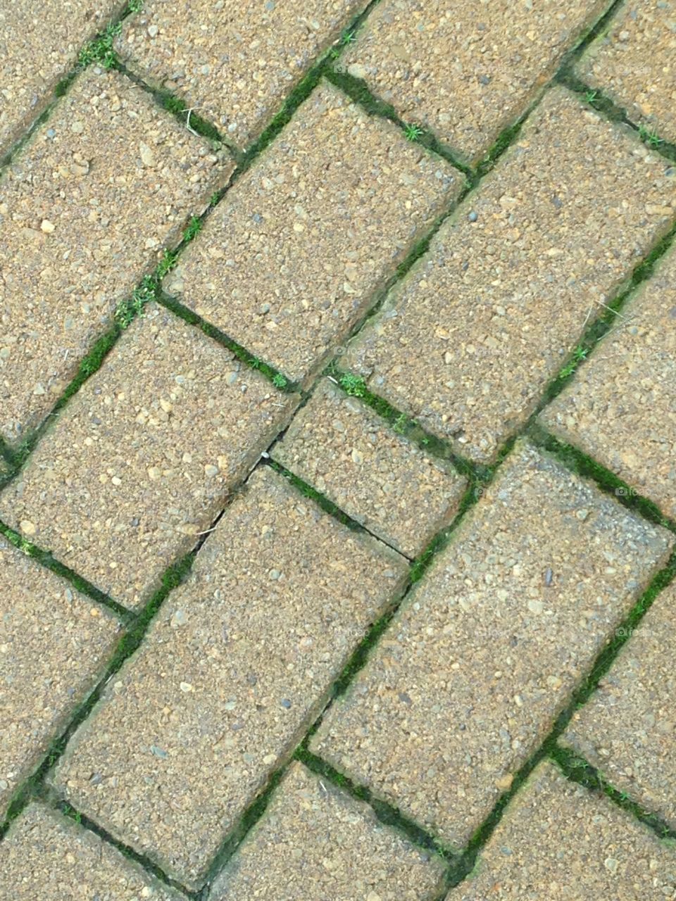Cobblestone walkway with green grass in the cracks