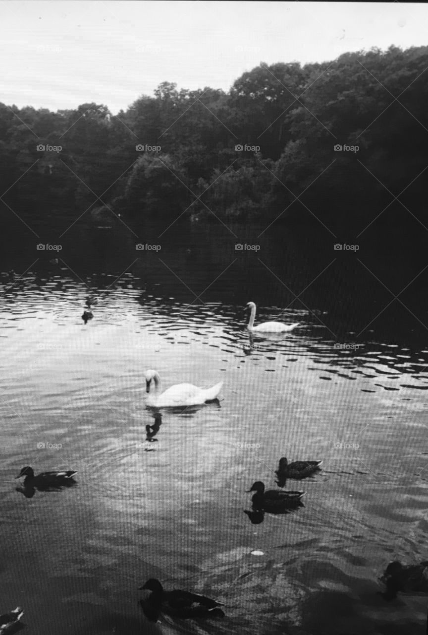 Swans on a lake. Beautiful landscape 