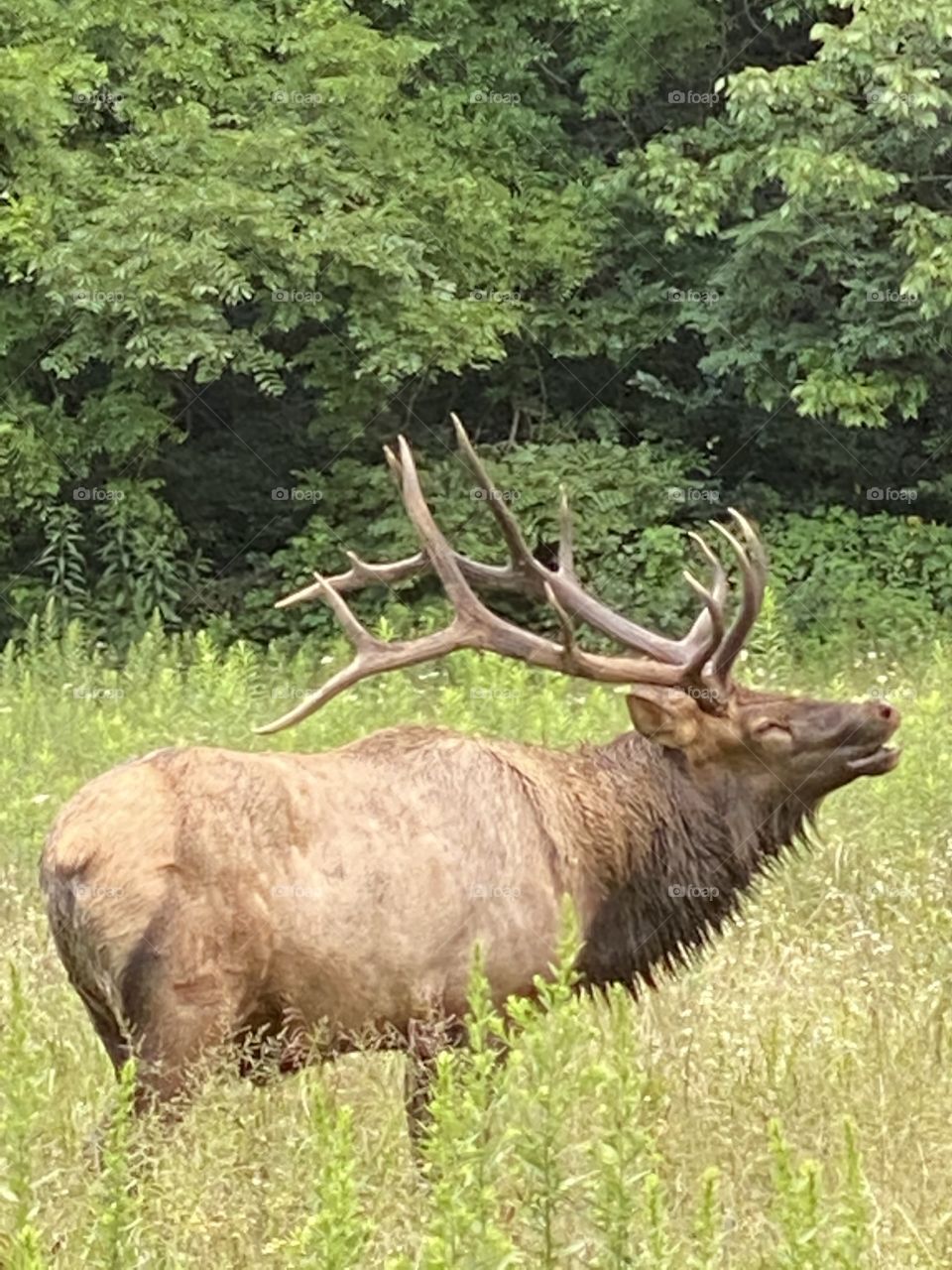 Male Elk